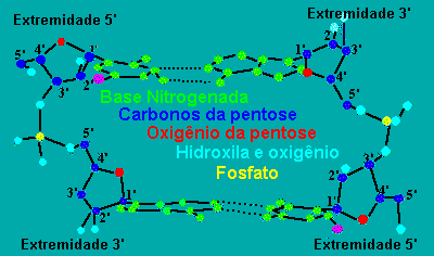 As bases purínicas e pirimidínicas estão no interior da hélice As bases purínicas e pirimidínicas estão no interior da hélice