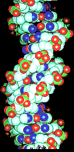 Duas cadeiras polinucleotídicas Duas cadeiras polinucleotídicas