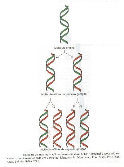 A replicação do DNA é semiconservativa A replicação do DNA é semiconservativa