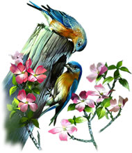 Os Dois Passarinhos Os Dois Passarinhos