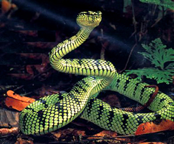 A Serpente A Serpente