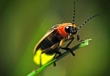 O Vaga-lume O Vaga-lume